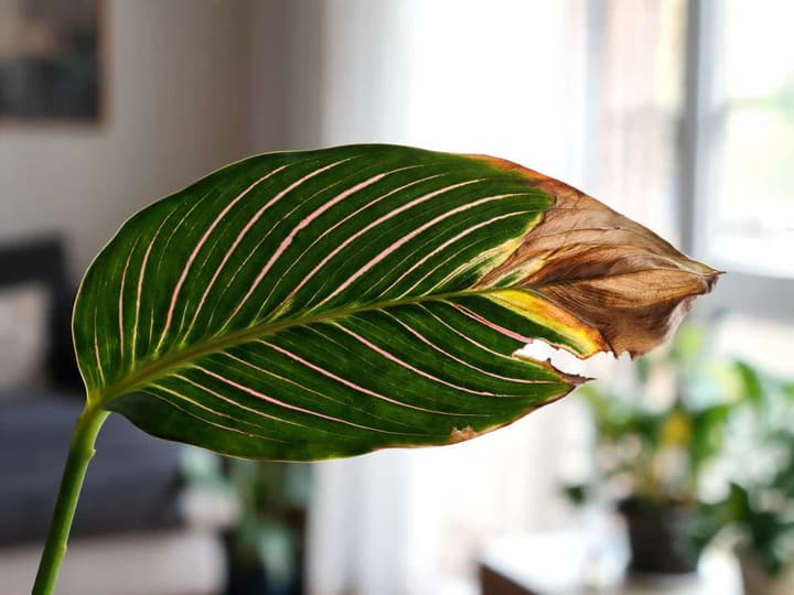 Dark green calathea leaf with pink stripes, displaying a dry, brown, curled tip and a narrow yellow band between the dead tissue and the green area, along one side of the leaf