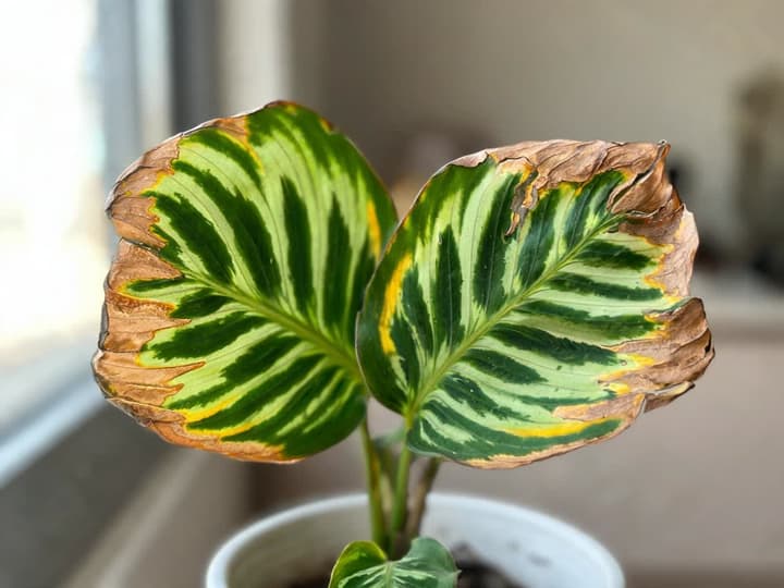 Two calathea leaves with brown, dry, brittle margins and tips, and a thin yellow line before the green area