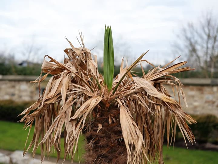 Kroon van een door vorst beschadigde palmboom, met dorre strokleurige buitenste bladeren en één centraal, nog gesloten groen speerblad dat stevig overeind staat