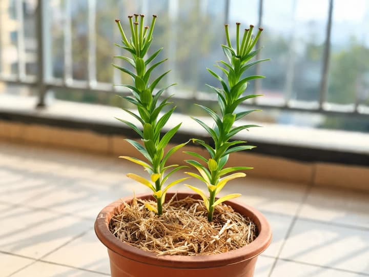 Potted lily after blooming, with flower stalks cut at the top of the stems and lower leaves beginning to yellow, on a sunny balcony