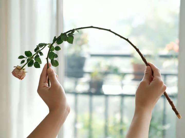 Two hands bending a rose branch into an arch without breaking it, with the green leaves and spent flower still attached at the tip and the base of the branch already brownish