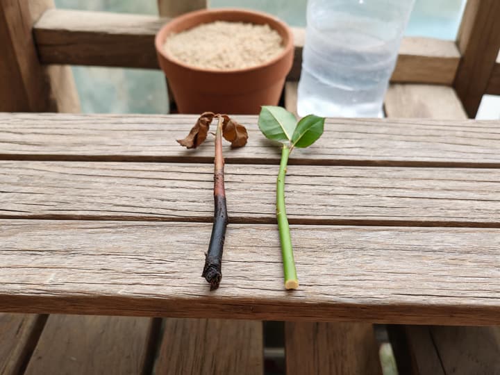 Two rose cuttings side by side on a wooden bench: the one on the left with a blackened stem from the base upward and dried top leaves, the one on the right with a green stem and firm leaves