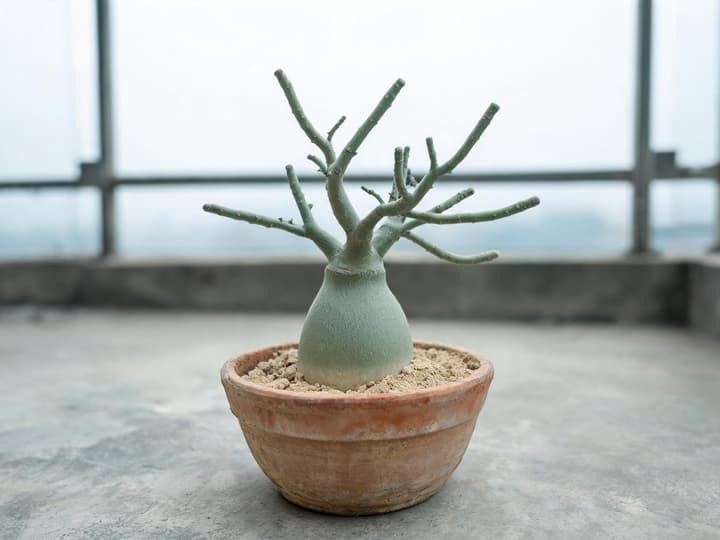 Rosa do deserto sem folhas no inverno, com o caudex gordo e firme, em vaso de terracota numa varanda