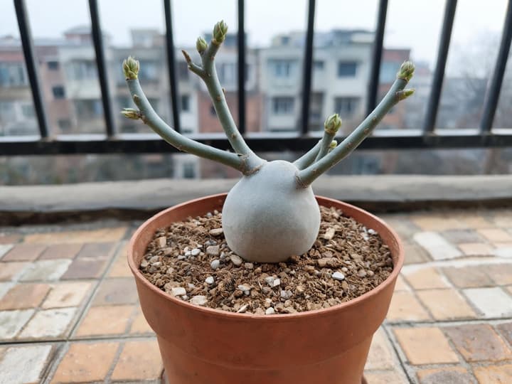 Rosa do deserto dormente em vaso, sem folhas, com o caudex firme e gordo e os ramos com gemas intactas