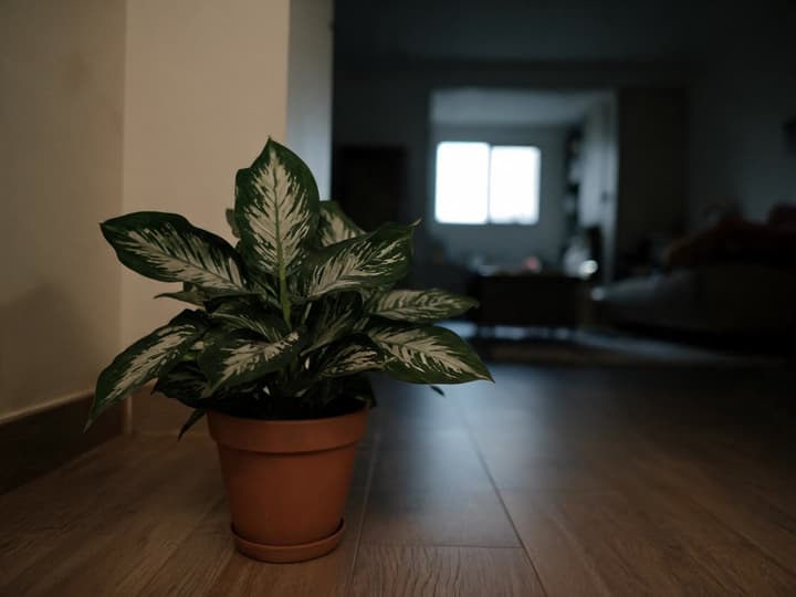 Terracotta pot with foliage plant in a dark corner of a room, several meters from the only window, typical low-light condition