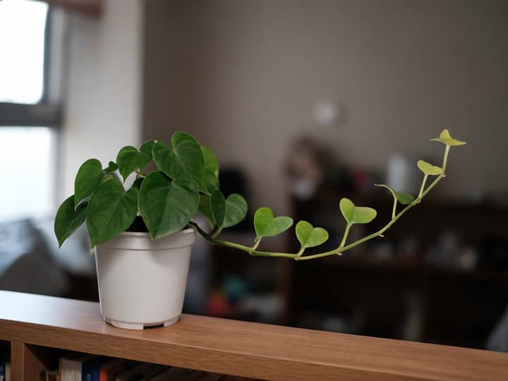 Elongated philodendron with smaller, widely spaced new leaves along the vine, showing symptoms of inadequate light