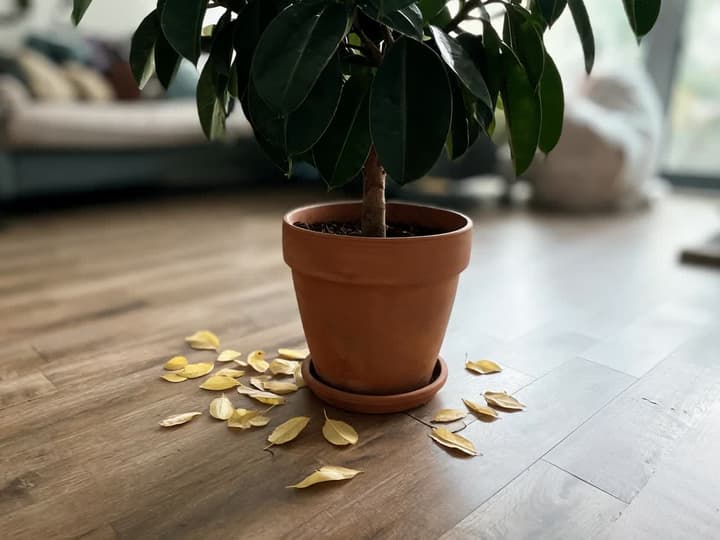 Yellow leaves fallen on a wooden floor at the base of a large indoor plant that still retains a green, full canopy above
