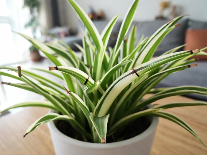 Spider plant with dry brown leaf tips while the rest of the leaf remains green and firm