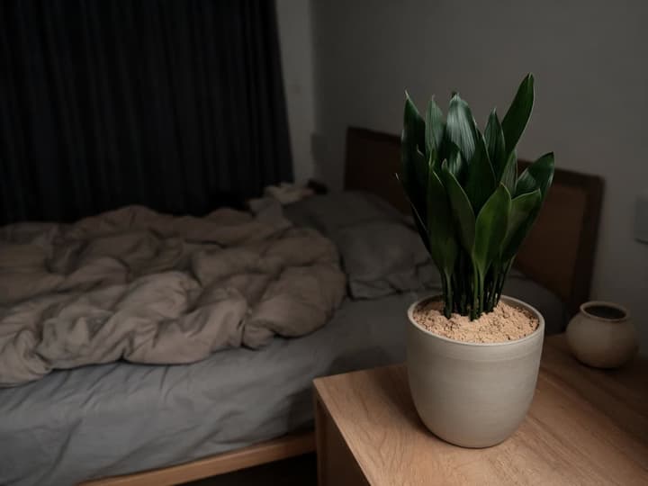 Apartment bedroom with drawn curtains and a cast-iron plant in a ceramic pot next to the bed, among bedroom plants that tolerate low light
