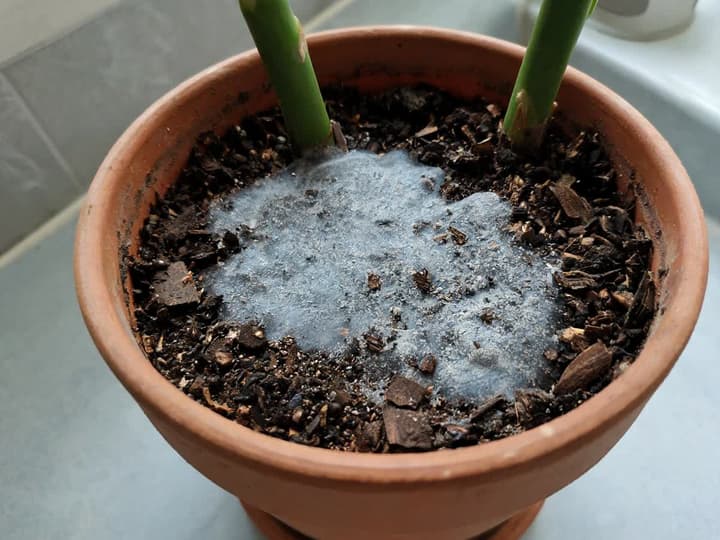 Fine white powdery mold layer covering part of the soil surface in a houseplant pot, with the rim of the pot visible