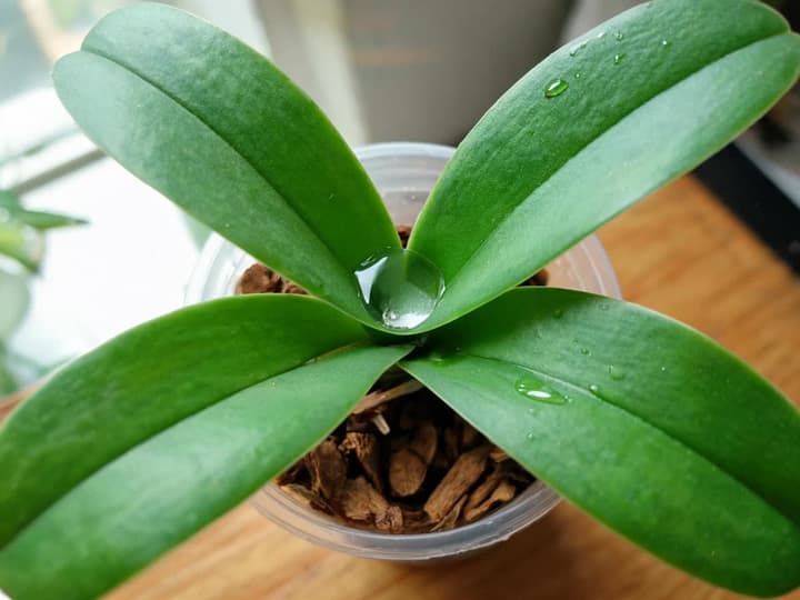 Apă stagnantă acumulată în inima unei orhidee Phalaenopsis, între frunze, văzută de sus
