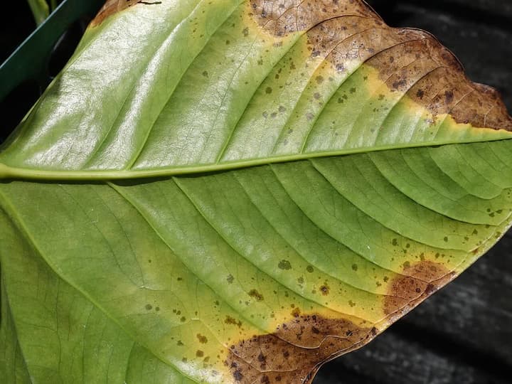 Anthurienblatt mit bakteriellem Blattbrand: gelber Streifen entlang des Randes und braune Flecken, die am Blattrand beginnen