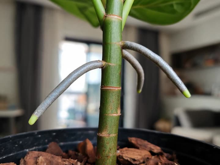 Stengel van anthurium met dikke luchtwortels die uit de knopen groeien, boven de aarde in de pot, de plek waar gesneden wordt om te stekken