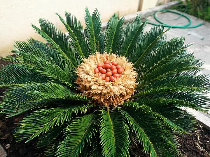 Sago palm with orange seeds in the center of the plant, one of the most dangerous toxic plants for dogs
