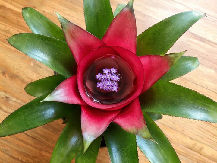 Midten av en Neoregelia-bromelia med røde blader og små lilla blomster som springer ut nede i vannet i trakten