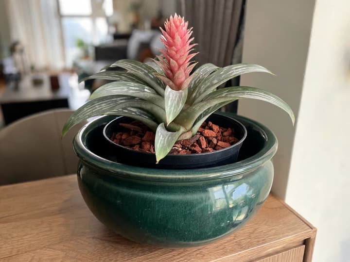 Aechmea-bromelia i liten plastpotte med furubark, plassert i en større og tyngre grønn potteskjuler i keramikk