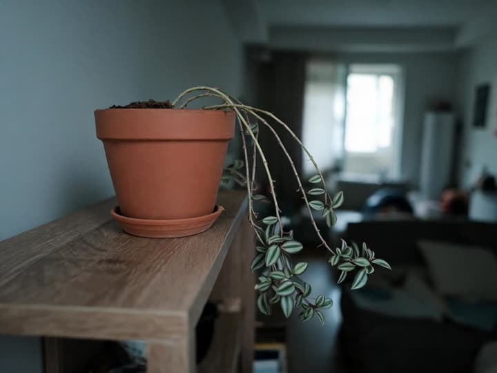 Äldre Tradescantia zebrina i en lerkruka på en hylla långt från fönstret, med kala stjälkar nära jorden och bleka blad enbart i topparna