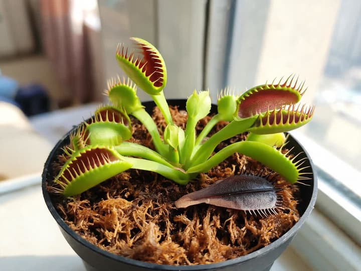 Pianta carnivora dionea sana in vaso con torba, trappole verdi con interno rosso e una sola vecchia trappola nera e secca sul bordo