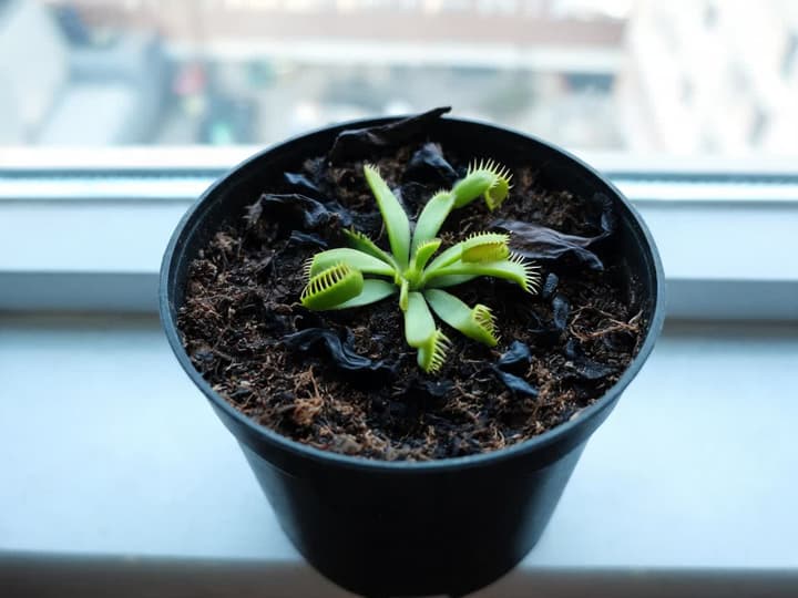 Venusflugfälla i vintervila i en svart kruka: liten rosett av gröna blad med stängda fångstfällor, omgiven av gamla svarta och vissna blad på fuktig jord