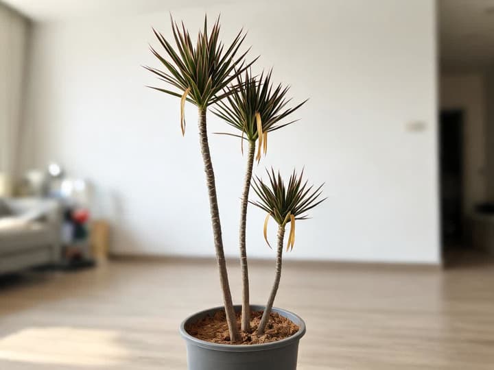Madagascar dragon tree in a living room pot, with thin, bare stems, tufts of narrow, red-edged leaves at the top, and two yellow leaves hanging from the base of the tuft