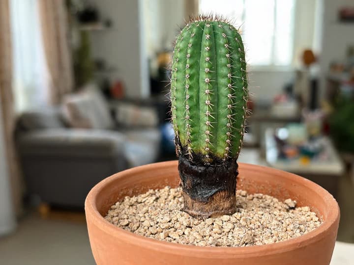 Zuilcactus in een pot met een donkere, verwelkte basis en een bovenste deel dat nog groen en stevig is