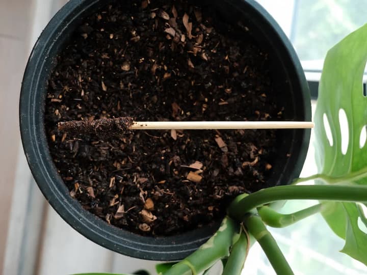 Grillspyd i tre trukket opp av jorden til en monstera, med en tredjedel mørk og fuktig og resten ren og tørr