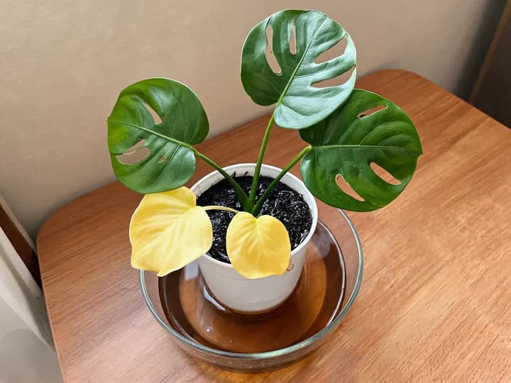 Monstera med tre grønne blader med hull og, over kanten på den hvite potten, to gule blader nederst; den svarte jorda er våt og glassfatet er fullt av stående vann