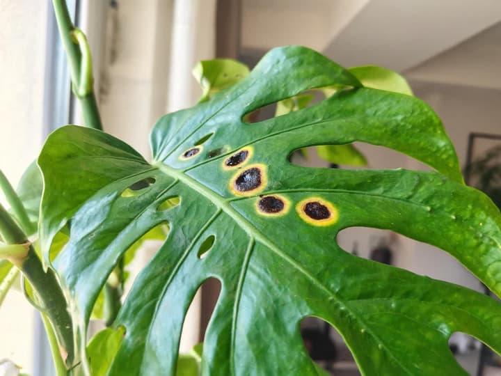 Hoja de costilla de Adán con seis manchas oscuras en medio de la hoja, la mayoría con un anillo amarillo, y los bordes verdes y enteros