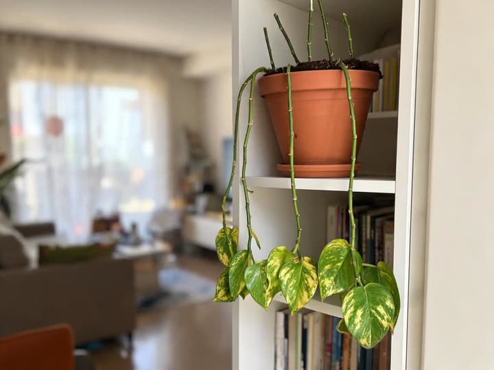 Pothos diradato in un vaso di terracotta in cima a uno scaffale, con rami lunghi e spogli vicino al vaso e tutte le foglie ammassate alle estremità
