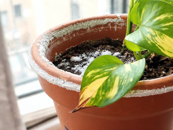 Overfertilizing pothos: white salt crust on the rim of a terracotta pot and on the soil surface, with a leaf showing a brown, dry tip