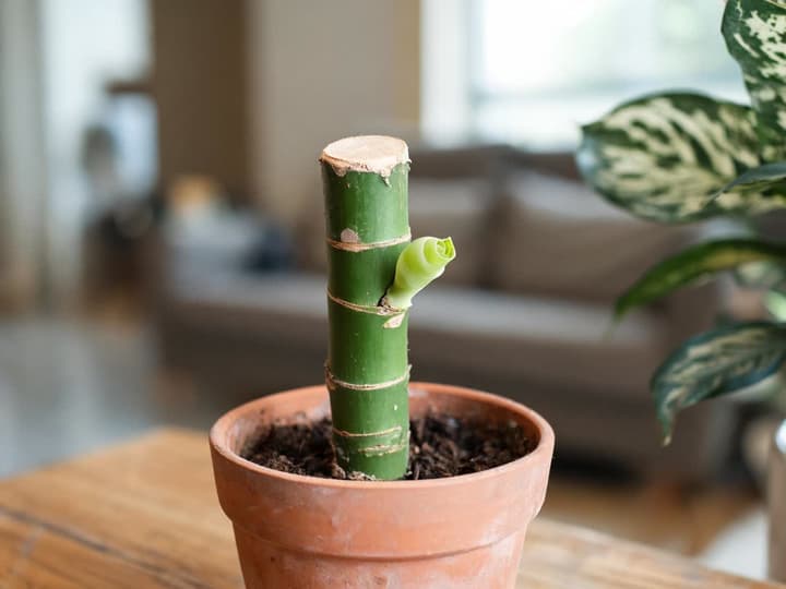 Moncone di fusto di aglaonema in un vaso di terracotta, con cicatrici di vecchie foglie e un nuovo germoglio verde chiaro che spunta da un nodo, accanto a un'aglaonema adulta