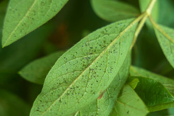 Azalea pests: underside of an azalea leaf damaged by azalea lace bugs, showing hard black fecal spots scattered along the veins
