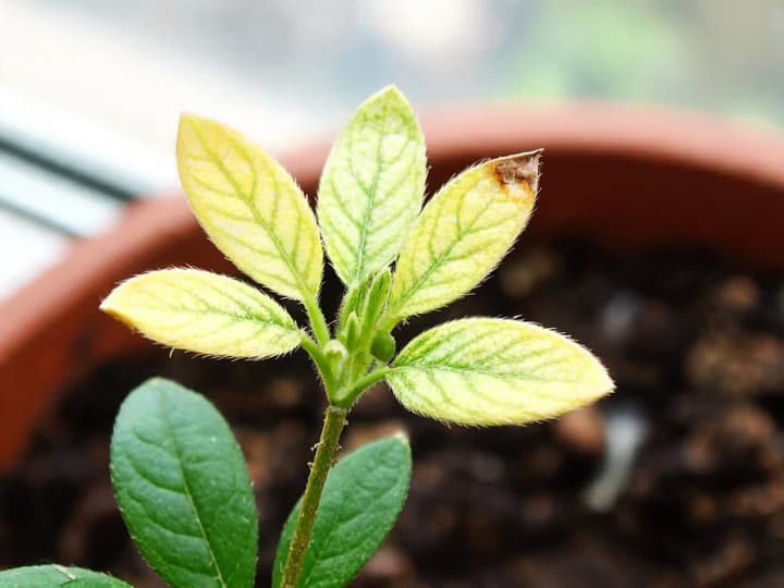 Close-up of an azalea branch tip: the new leaves are pale yellow between the veins, which remain green, one leaf has a dry brown edge, and the two older leaves below are dark green