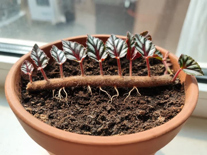 Rex begonia in a clay pot with the rhizome, a thick and hairy stem, lying across the soil, the metallic-sheen leaves emerging from it in a row and thin roots reaching down into the soil