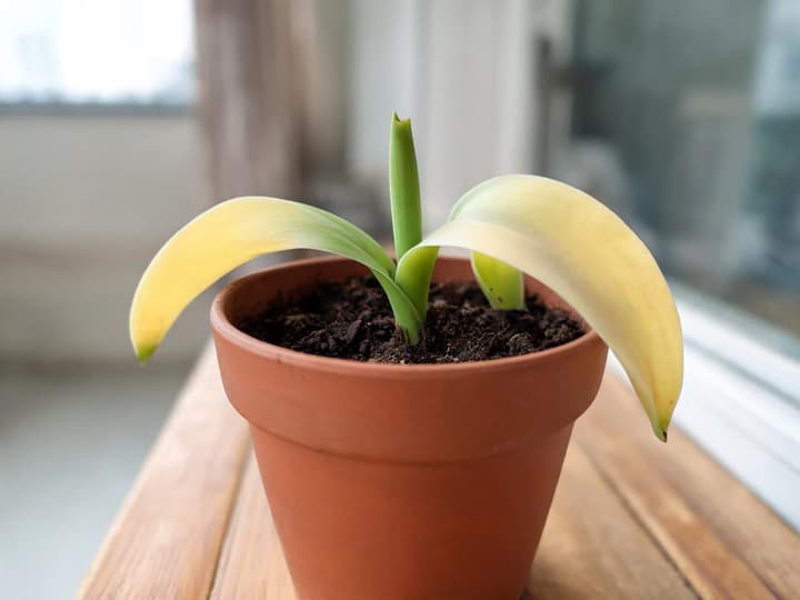 Tulip after the flowers die: clay pot near the window, with a short stem in the center and broad leaves turning yellow from the tip to the middle, with the base still green
