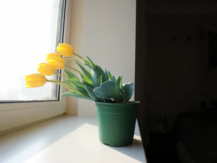 Potted yellow tulip on a windowsill with all stems bent toward the window pane