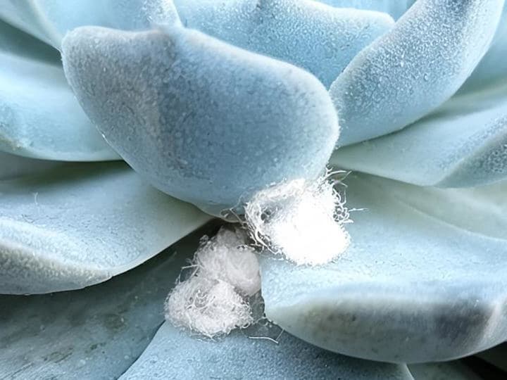 Close-up of a bluish echeveria covered in smooth farina, with irregular white cottony mealybug masses nestled in lower leaf crevices