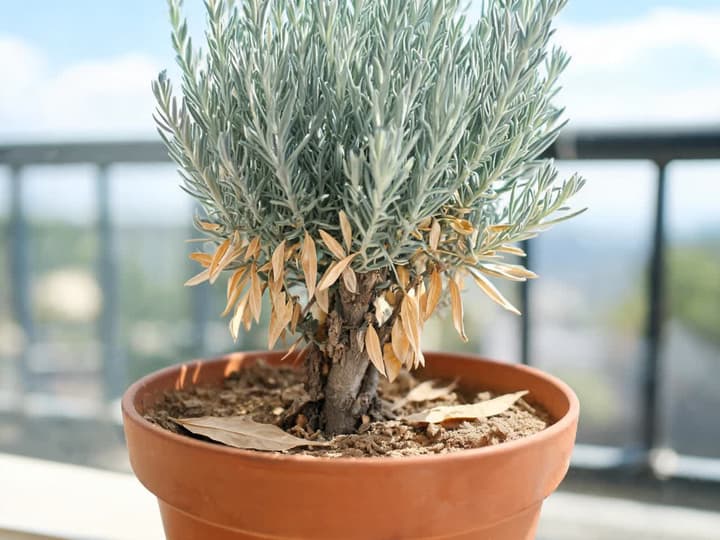 Potted lavender in a clay container with a ring of straw-colored old foliage along the woody base, while upper foliage stays grayish-green and firm over dry soil