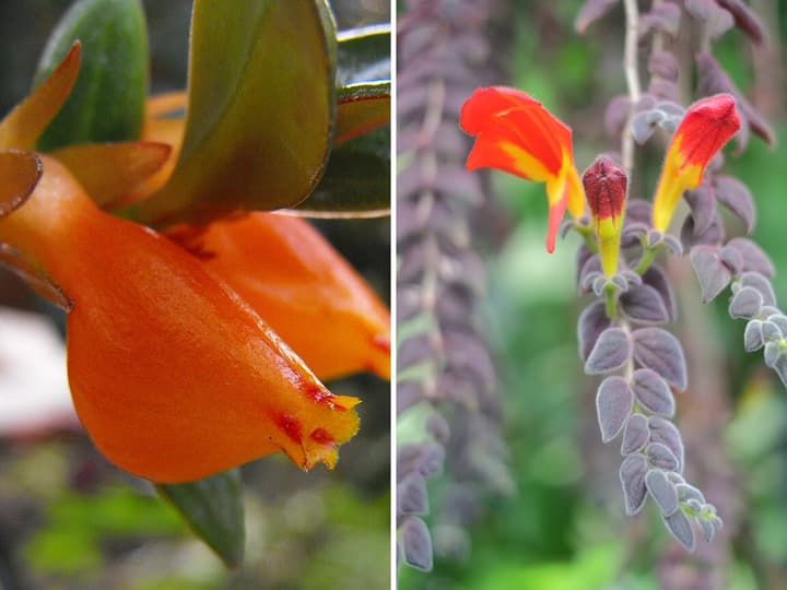 Two photos side by side: on the left, an orange Nematanthus flower, closed and swollen at the bottom like a little pouch; on the right, red and yellow flowers of Columnea gloriosa, open, with a hood and a lip, on a trailing stem with tiny leaves