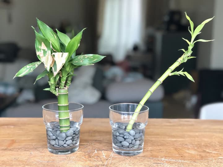Geluksbamboe met te veel en te weinig licht: links bladeren met verbleekte en droge vlekken; rechts een nieuwe lange, dunne, bleke en kromme scheut met kleine, ver uit elkaar staande bladeren