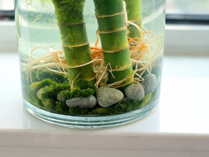 Glass vase with lucky bamboo on a windowsill, with green algae covering the bottom pebbles and the submerged part of the stalks