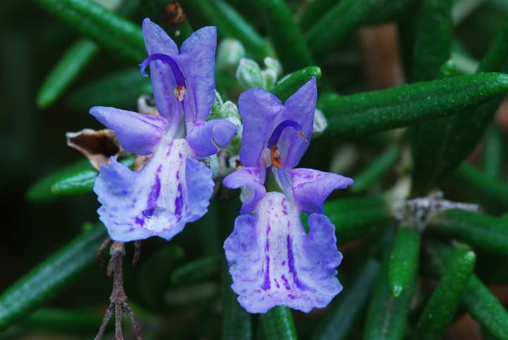 Närbild på rosmarinblomma: två blålila tvåläppiga blommor bland de nålformade bladen