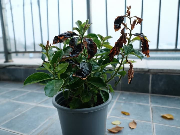 Potted dipladenia on a porch the morning after a cold night, with several upper leaves dark, limp, and water-soaked in appearance, tip leaves dry and brown, and lower leaves still green