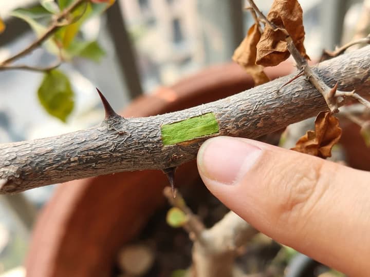 Veja bugenvilije z opraskanim delom lubja, ki pod rjavim lubjem razkriva zeleno in vlažno plast, ob strani pa je konica prsta