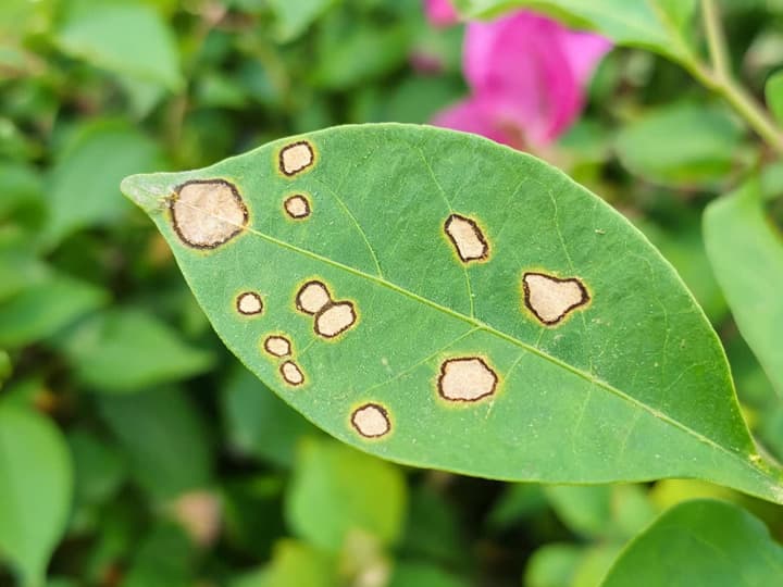 Bugenvillea roheline leht lehelaiksusega: umbes tosin ebakorrapärast laiku helepruuni keskosa, tumepruuni serva ja peene kollaka ringiga ümber selle