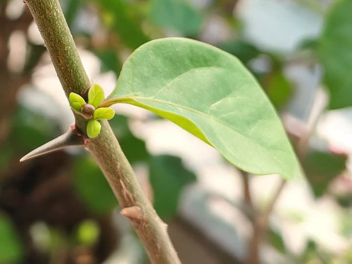 Nœud d'un rameau de bougainvillier avec une feuille, des pousses vert clair à sa base et une épine à côté