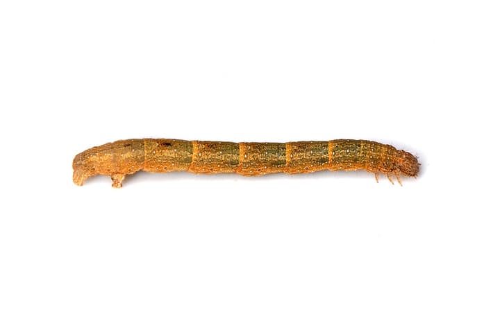 Bugenvillea-vaksiku röövik, sileda kehaga, roostevärvi oliivroheliste triipudega, pildistatud valgel taustal