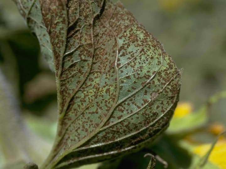 Sunflower leaf covered in small cinnamon-colored pustules, scattered across the underside of the leaf
