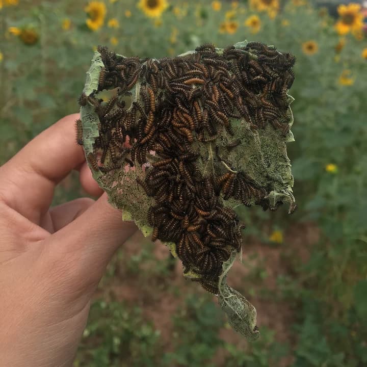 Sunflower leaf full of holes, covered by a group of dark spiny caterpillars with orange stripes, held in a hand in front of a blooming sunflower field