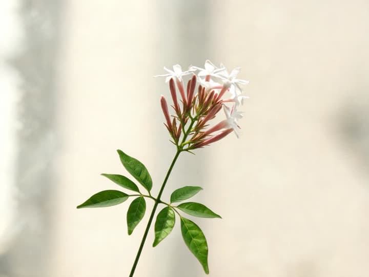 Zweig des Rosa Jasmins mit zwei zusammengesetzten Blättern, gegenständig am selben Punkt des Zweigs, und einer Traube rosafarbener Knospen mit einigen geöffneten weißen Blüten